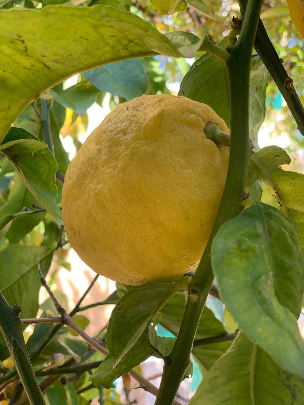 B&B La Magnolia 萨沃纳 外观 照片